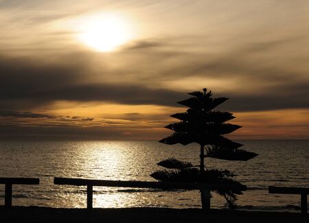 Breathtaking Low Late Afternoon Sun With Monkey-Puzzle Tree In The Foreground At Cape Jervis SA Australiaの写真素材