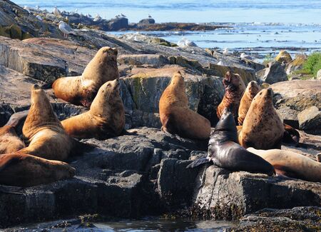 Sea Lions On Race Rocks Island Strait Of Juan De Fuca Vancouver Islandの写真素材