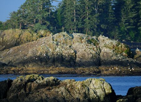 View To Birds On A Rock At Wikaninnish Island Near Tofino Vancouver Islandの写真素材