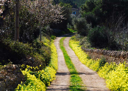 Ample Trees, Bushes And Yellow Blooming Wildflowers At The Side Of A Dirt Road On The Balearic Island Mallorca During A Sunny Dayの写真素材