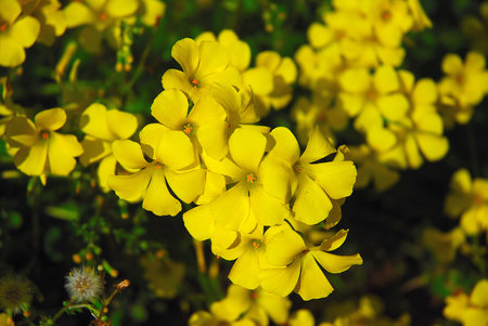 Yellow Petals Of Blooming Wildflowers In The Sunlight On The Balearic Island Mallorca During A Sunny...