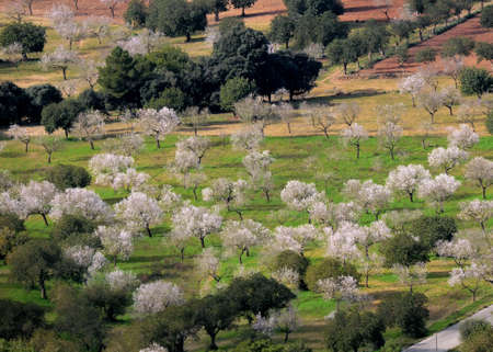 Aerial View To Blooming Almond Trees In The Countryside On The Balearic Island Mallorca During A Sunny Dayの写真素材