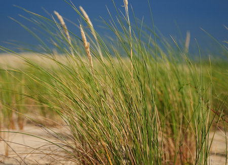 Maram Grass In The Dunes On The Beach Of Cap Ferret France During A Sunny Dayの写真素材