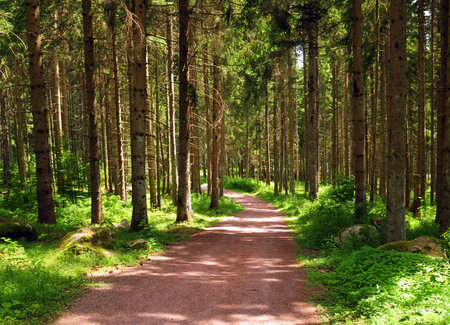 Hiking Path In The Black Forest Near Lake Schluchsee Germany On A Beautiful Sunny Summer Day
