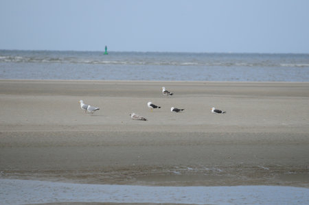 Gulls Resting On The Beach Of Baltrum Island East Frisia Germany On A Wonderful Sunny Spring Day With A Clear Blue Skyの写真素材