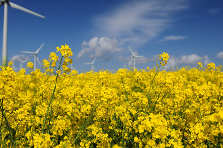 Wind Energy Park Amid Blooming Rape Fields In Krummhoern East Frisia Germany On A Wonderful Sunny...