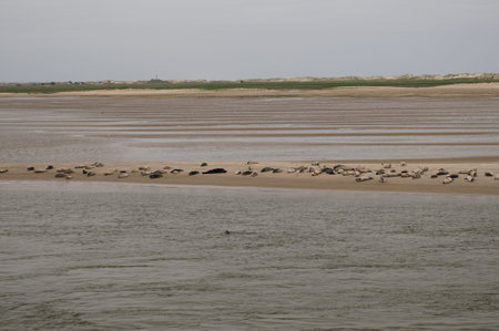 Seals Resting On A Sandbar Near Baltrum Island East Frisia Germany On An Overcast Spring Day
