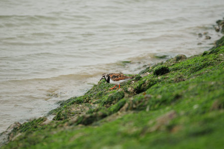 Plover Bird Searching Food On A Spur Dike With Green Moss And Algae On Baltrum Island Frisia Germany...