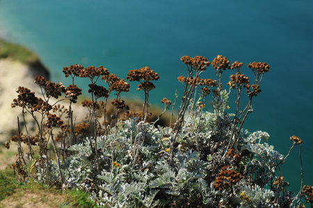 Wild Flowers High Above The Alabaster Coast In Etretat Normandy France On A Beautiful Sunny Summer...