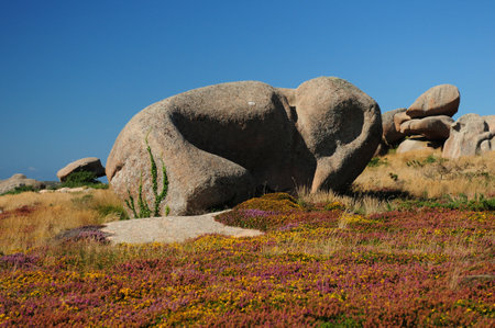 Red Rock Looking Like An Elephant On The Coast In Ploumanach Bretagne France On A Beautiful Sunny Summer Day With A Clear Blue Skyの写真素材
