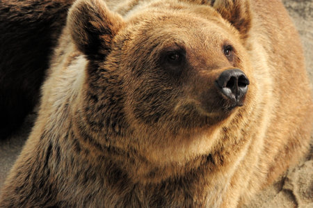 Close Up Of A Brown Bear In Ranua Zoo Finland On A Beautiful Sunny Summer Day