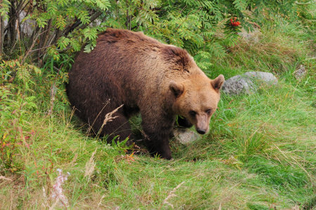 Straying Brown Bear In Ranua Zoo Finland On An Overcast Summer Dayの写真素材