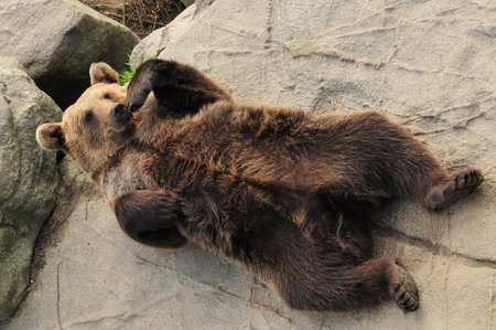 Brown Bear Lying Around In Ranua Zoo Finland On A Beautiful Sunny Summer Day