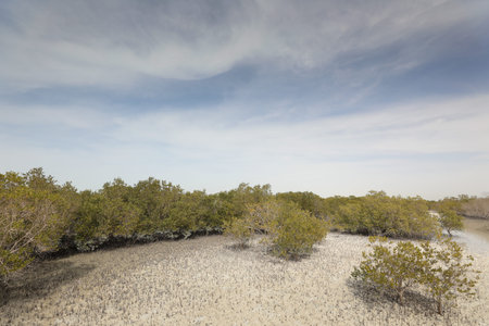 Mangrove forest in south of Thailand, with blue skyの写真素材