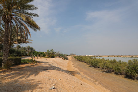 Dry river bed with palm trees and blue sky in Egypt.の写真素材