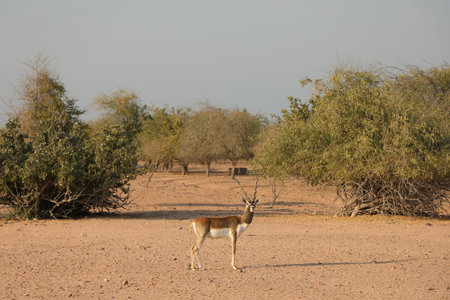 Gazelle in the Etosha National Park, Namibiaの写真素材