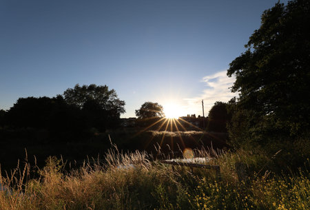 Sunset over the meadow with trees and grass in the foreground