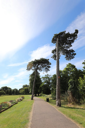 Pine trees in the park, England, UK, Europe.の写真素材