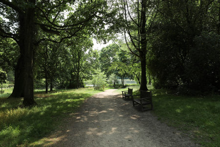 Path in the park. Summer landscape with trees, grass and bench.