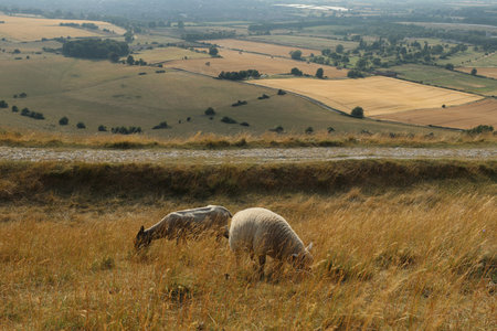 Sheep grazing in a meadow in the Cotswoldsの写真素材