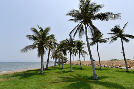 Palm trees on the beach, Sri Lanka, South East Asiaの写真素材