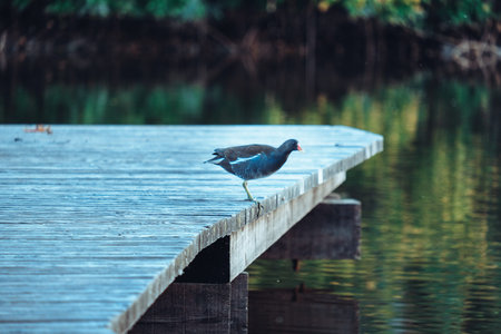 a bird sitting on top of a wooden bridge over a body of water