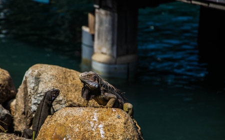Caribbean Dream Aruba Lizard wild natureの写真素材