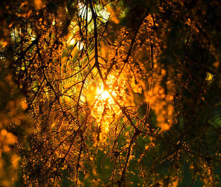 Warm sunset passing through branchesの写真素材