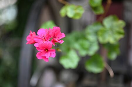 Beautiful Small Pink color Flowersの写真素材