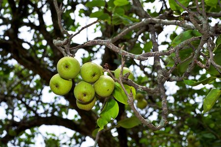 A Bunch of Fresh Tasty Pears Hanging on Treeの写真素材