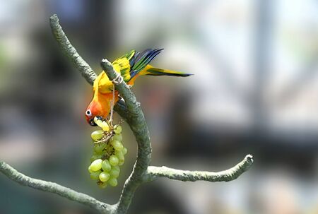 Colorful Parrot Sun Conure Eating Grapesの写真素材