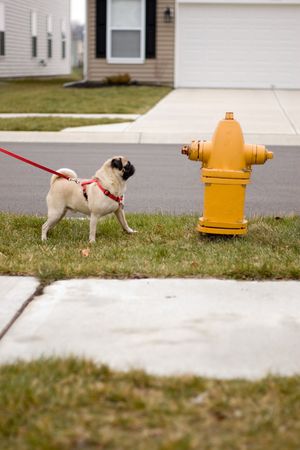 a pug dog looking longingly at a fire hydrant.の写真素材