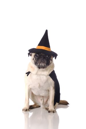 a pug dog dressed in witch costume の写真素材