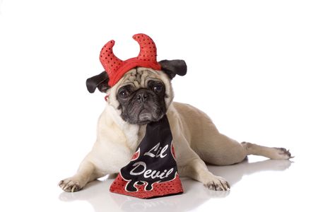funny looking pug dog dressed in devil halloween costumeの写真素材
