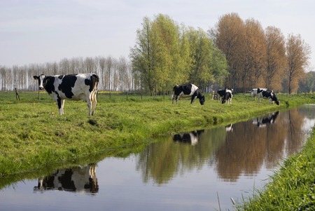 Cows along a ditch near the village Vineyards with the small forest Kraaienbos in the background.の写真素材