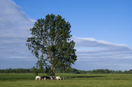 Grazing cows under a treeの写真素材