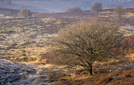 Riped heathland near the Posbankの写真素材
