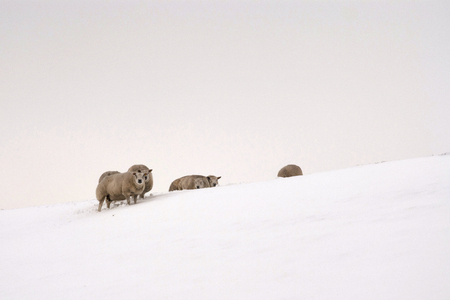 Sheep in the snowの写真素材