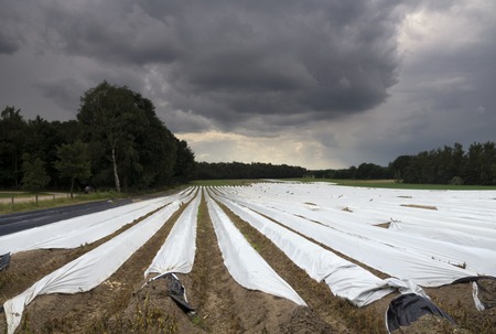 Asparagus field at Herkenboschの写真素材