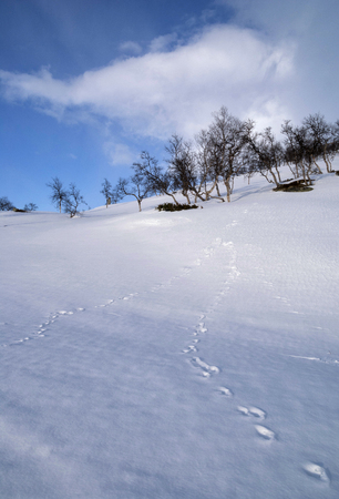 Footprints in the snowの写真素材