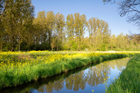 Canal in the Alblasserbos