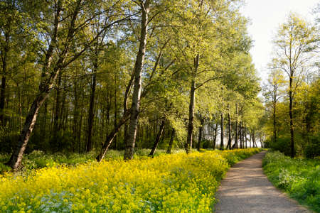 Footpath with rapeseedの写真素材