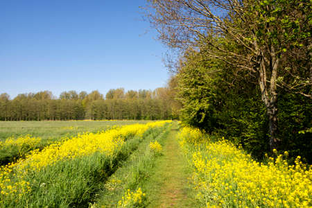 Footpath with rapeseedの写真素材