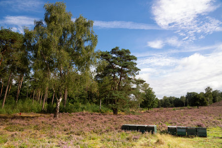 Heathland in the nature reserve De Dellen close to the Dutch village Epe on the Veluwe