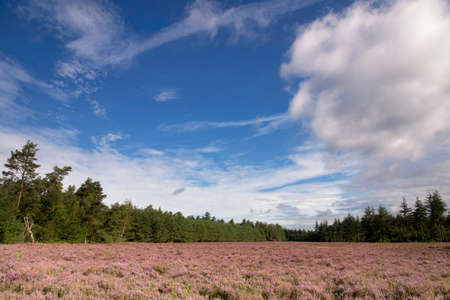 Heathland De Dellenの写真素材