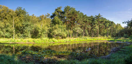 Small lake in the woodsの写真素材