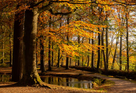 Autumn colored treesの写真素材