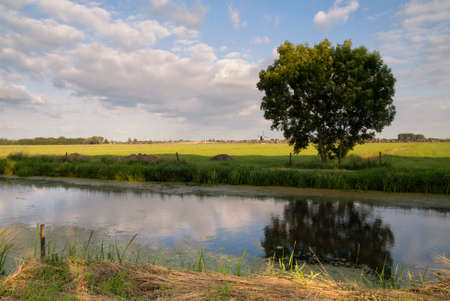 Tree reflecting in a pondの写真素材