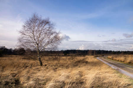Tree on the Strabrechtse Heideの写真素材