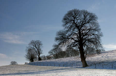 Tree in winterの写真素材